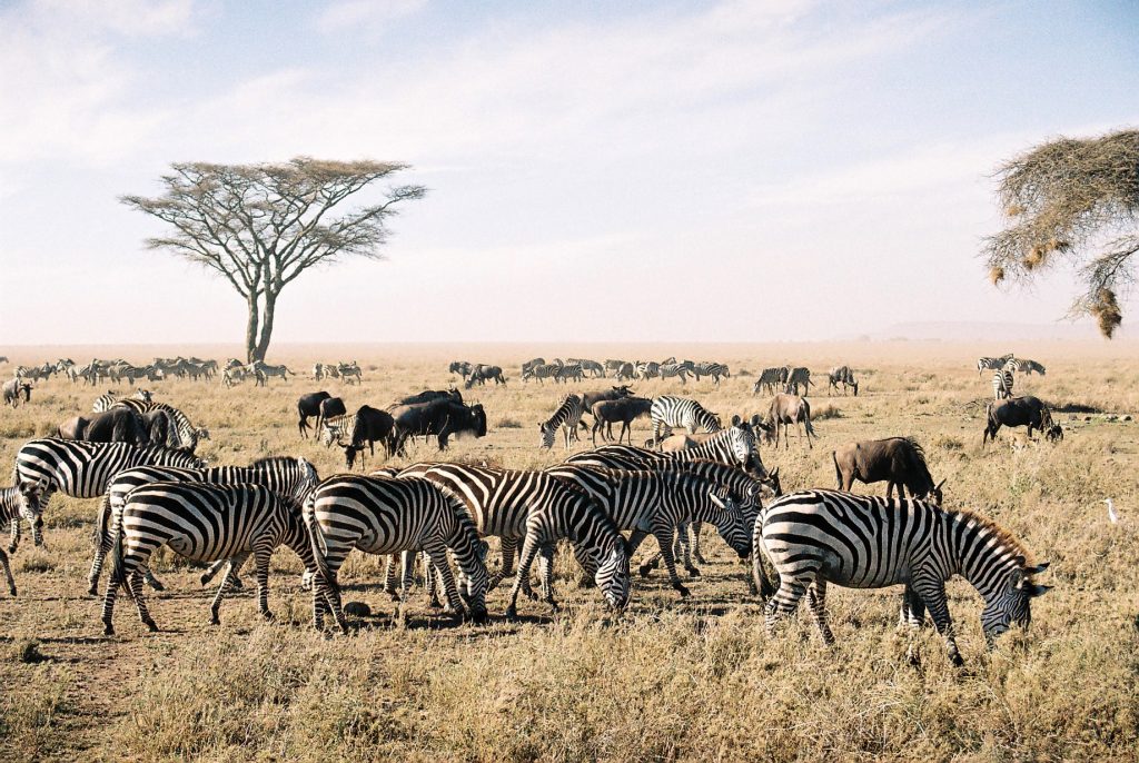 Cebras y ñus en el Serengeti