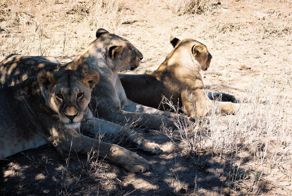 Leonas en Serengeti