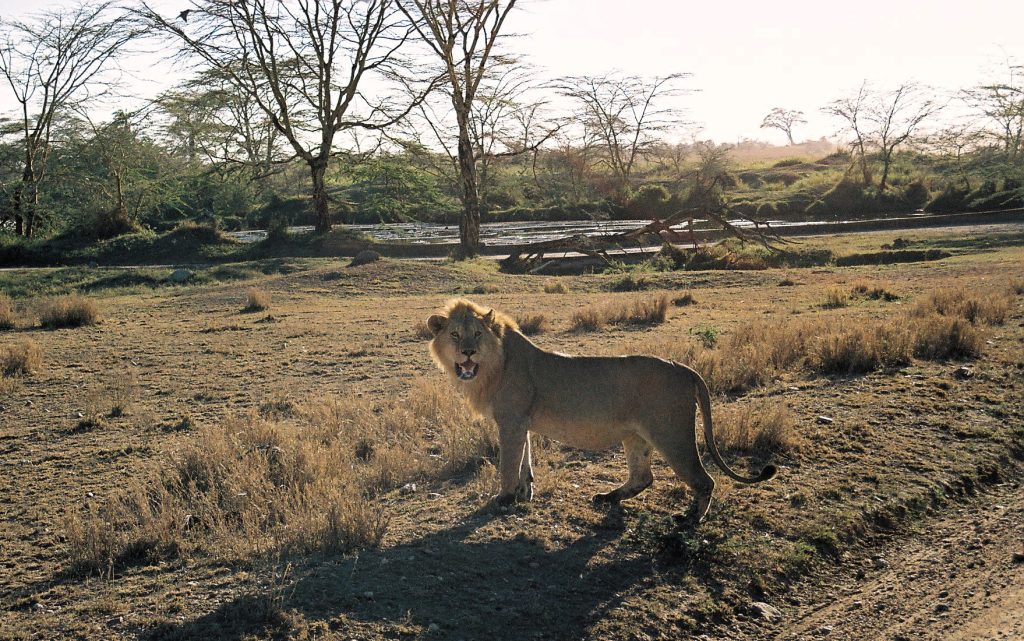 El rey de la sabana