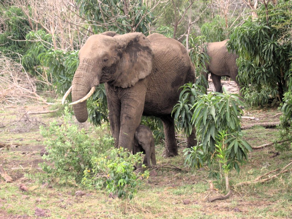 Elefante bebe con la mamá en lago Manyara