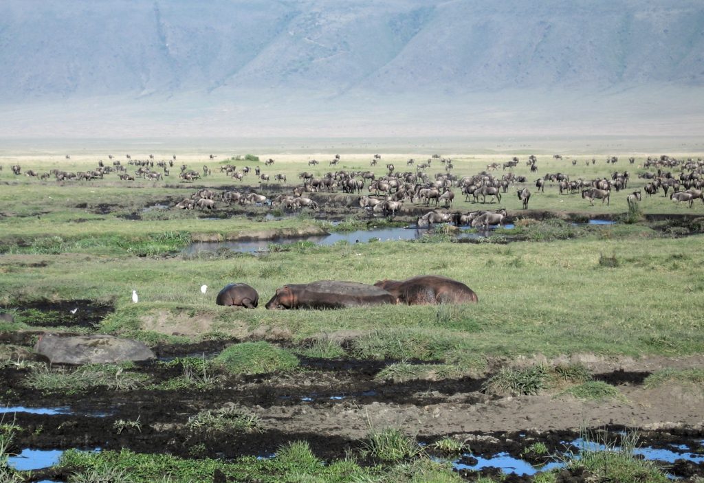 Animales en el Ngorongoro