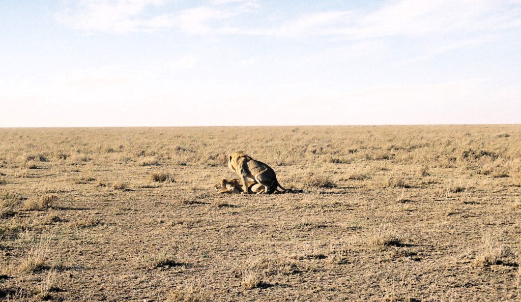 Leones copulando en el Serengeti