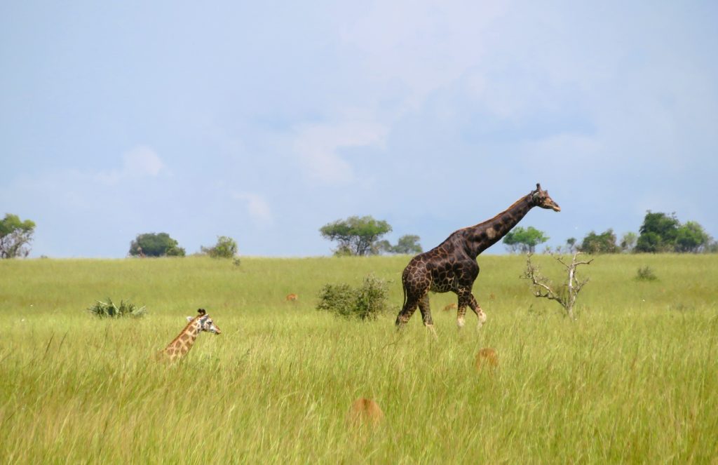 Jirafa vieja en el P.N. Murchisonfalls
