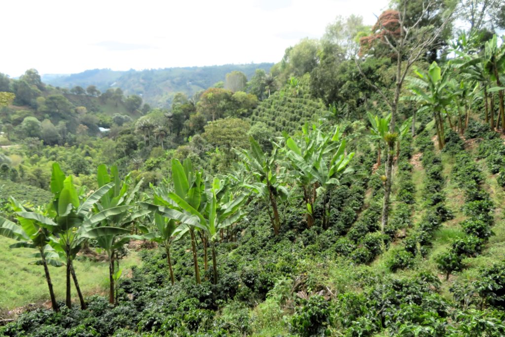 Plantaciones de café