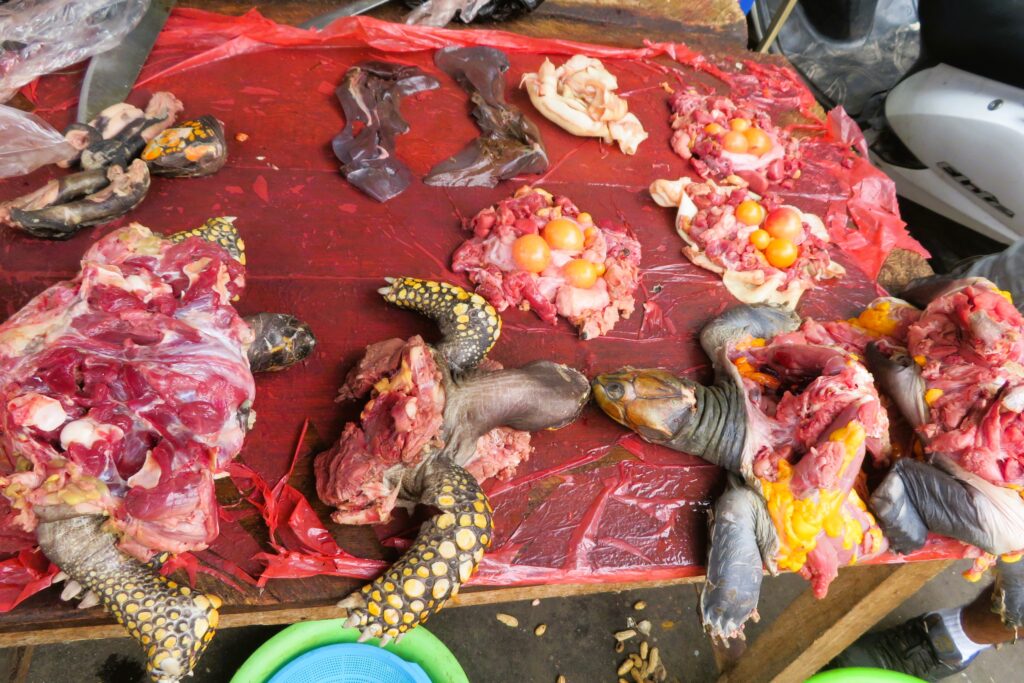 Carne de tortuga en el mercado de Belén, Iquitos.