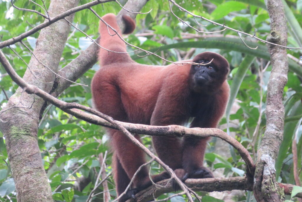 Monos choros en el Amazonas