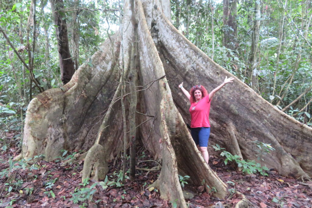 Enormes ceibas en la selva amazónica de Iquitos