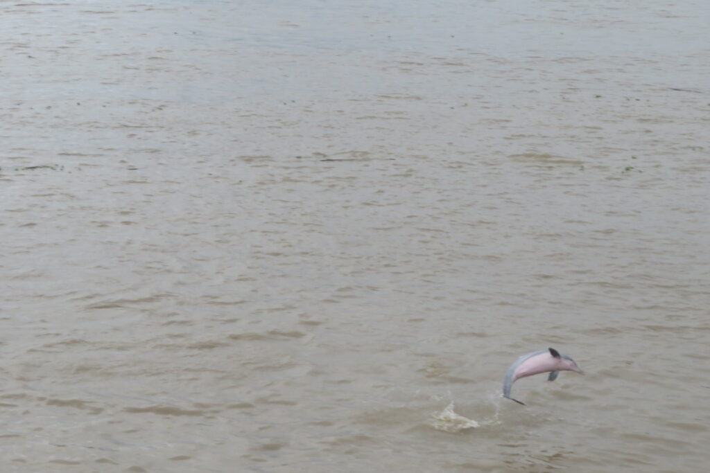 Delfín rosado en el Amazonas.