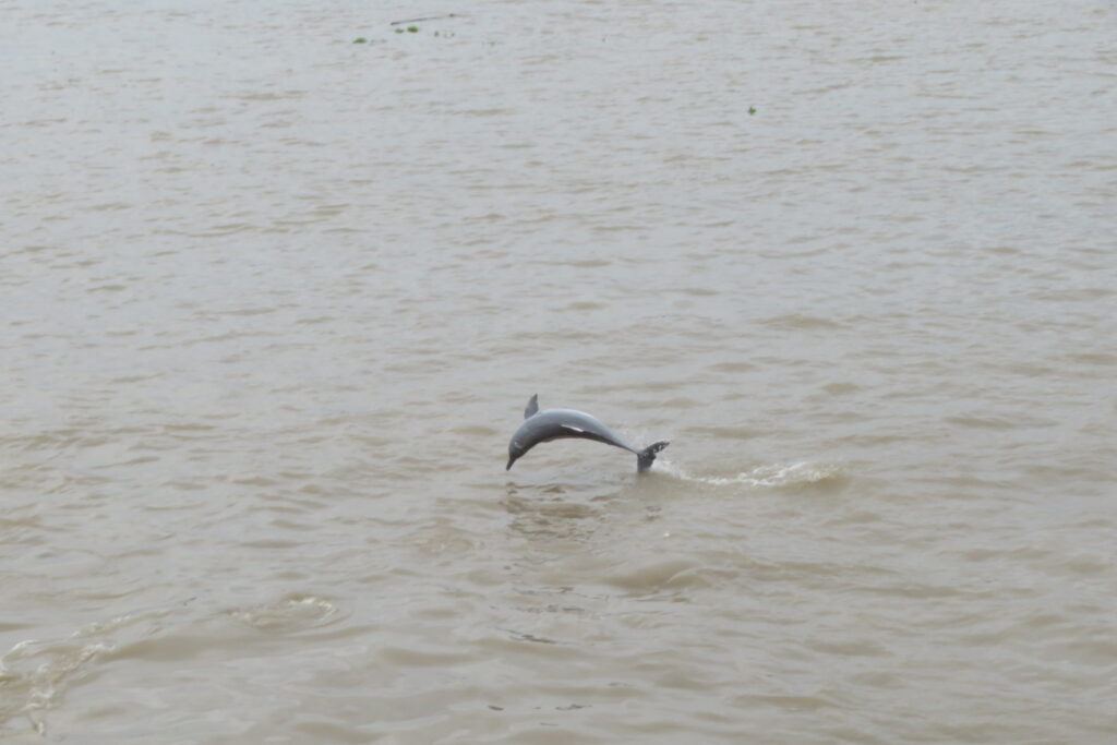 Delfín en el Amazonas