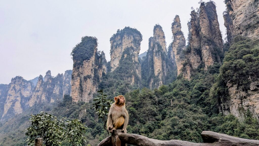 Monos en la parte baja del parque del Zhangjiajie